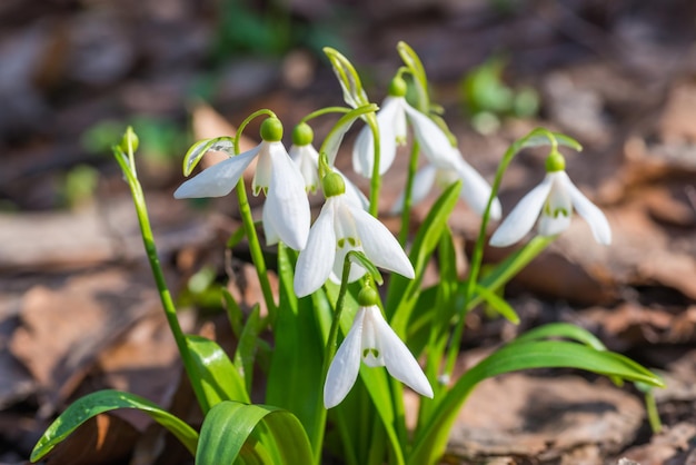 Witte lentebloemen sneeuwklokjes in het bos