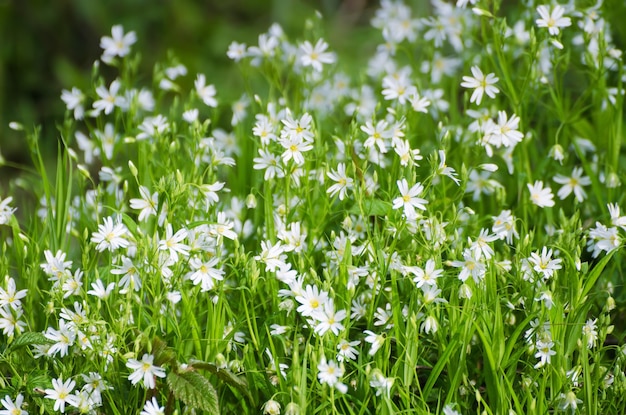 Witte lentebloemen