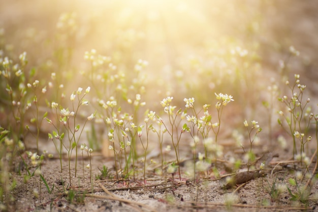 Witte Lentebloemen