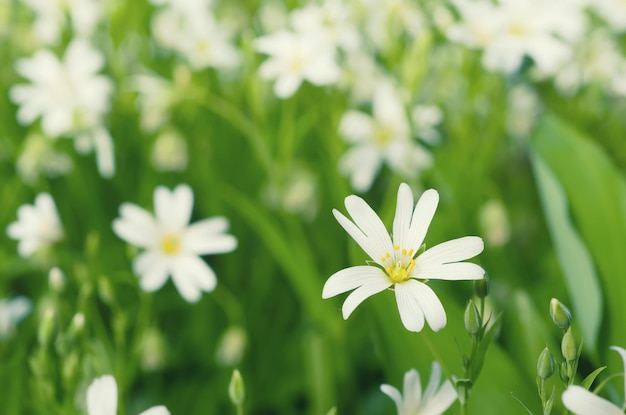 Witte Lentebloemen