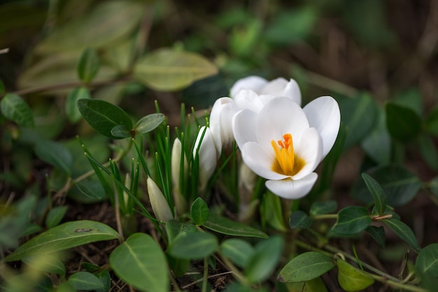 Witte lentekrokussen in de vroege ochtend buiten de eerste lentebloemen tegen de achtergrond van