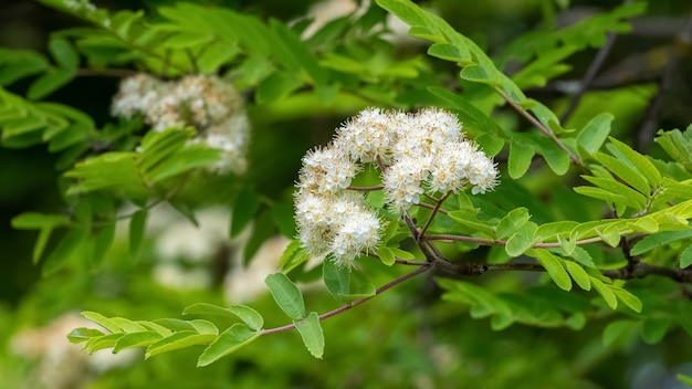 Witte lijsterbesbloemen onder groene bladeren