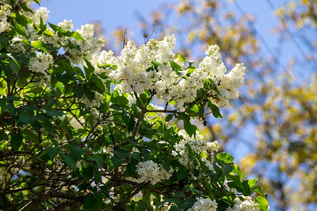 Witte lila bloemen aan een struik