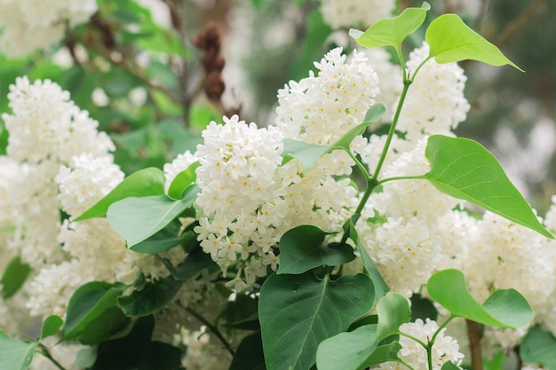 Witte lila bloemen bloeien in het voorjaar