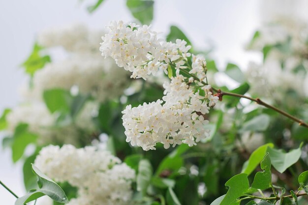 Witte lila bloemen bloeien in het voorjaar