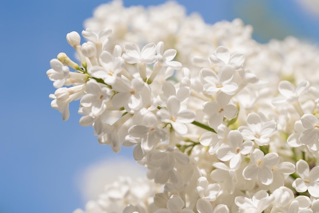 Foto witte lila bloemen bloeien