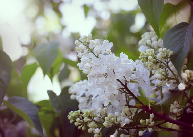 Witte lila bloemen. mooie bloemenachtergrond met vintage filtereffect.