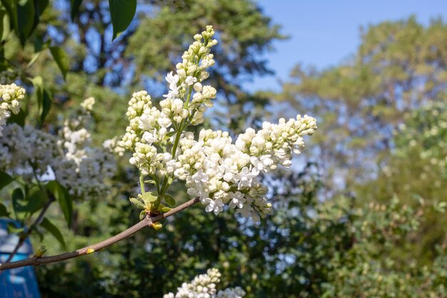 Foto witte lila bloemen tussen groene bladeren close-up