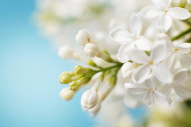 Witte lila bloemtak op een blauwe achtergrond met kopieerruimte voor uw tekst