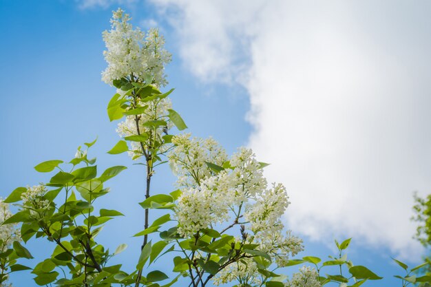 Witte lila lentebloemen