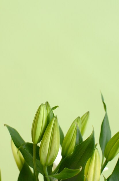 Witte lilly bloem voor achtergrond