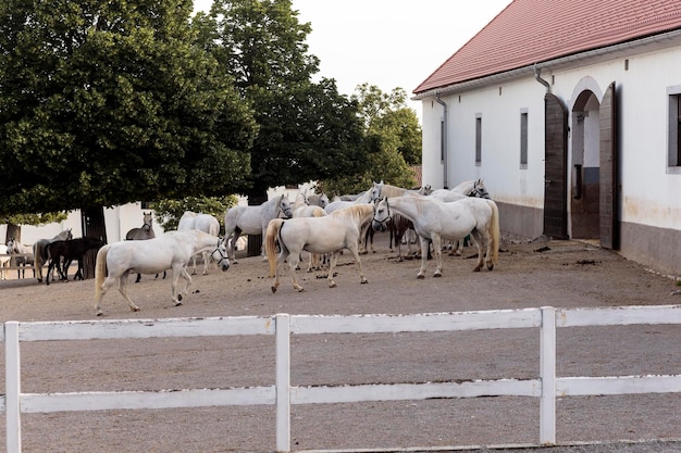 Witte Lipizzan paarden met zijn veulen buiten de stal grazen in de weide