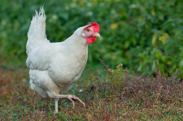 witte losse kip buiten in het gras