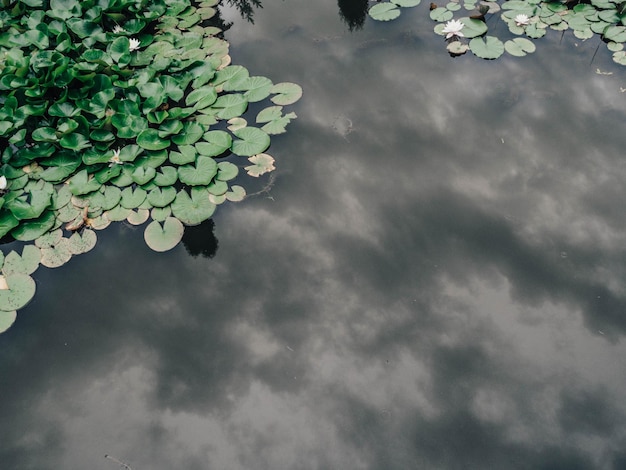 Foto witte lotus in de vijver