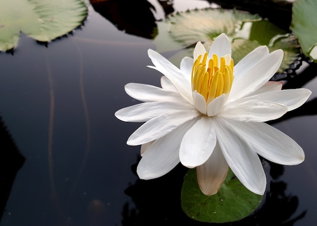 Witte lotus of waterlelie in de vijver Nymphaea alba