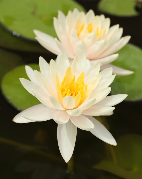 witte Lotus