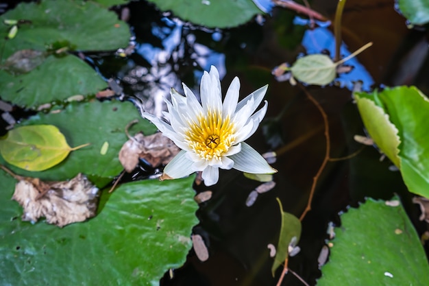 Witte Lotus