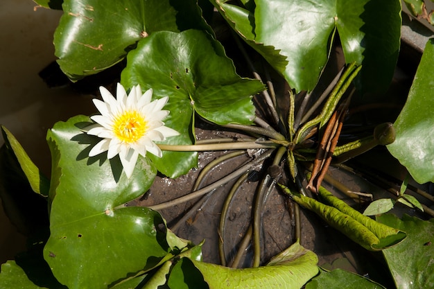 Witte Lotus.