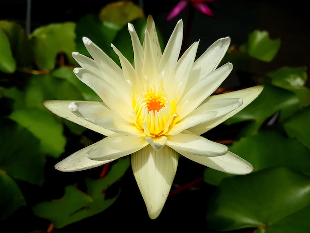 Witte Lotus