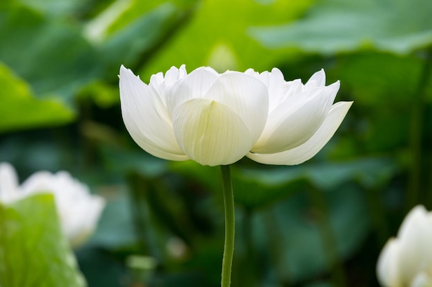 Witte lotusbloem bloei close-up symbool van de pure boeddha