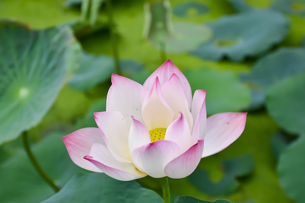 Witte Lotusbloem in de Lotus-vijver in Samut songkhram, Thailand.