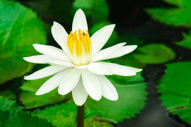 Witte lotusbloem in het meer