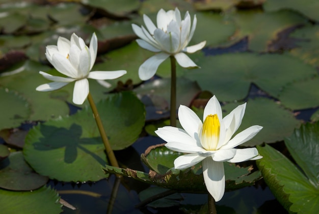 Witte lotusbloembloem in vijver