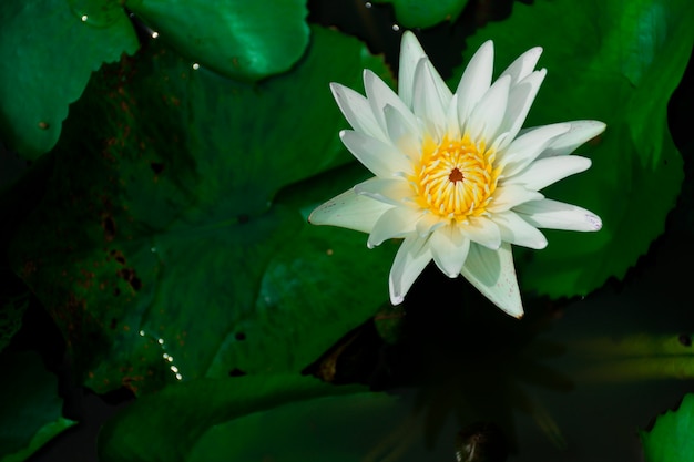 Witte lotusbloemen en gele meeldraden. in de vijver met lotusbladeren rond.