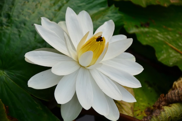 Witte lotusbloemen en groene bladeren in de natuurvijver