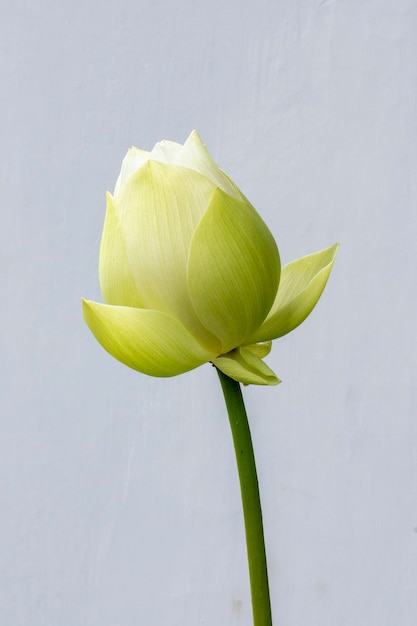 Witte lotusbloemen Mooie Aziatische lotusbloem in de vijver