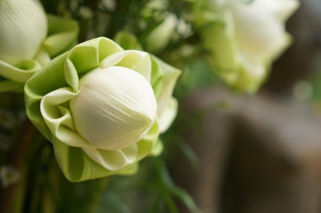 Witte lotusbloemen worden gebruikt om de Heer Boeddha te aanbidden