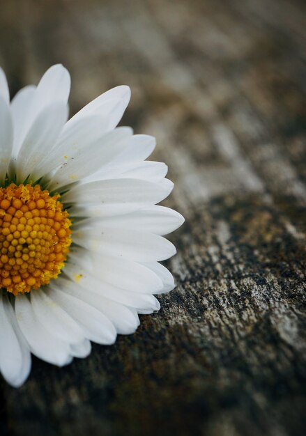 Foto witte madeliefjebloem in de tuin in de aard