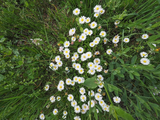 Witte madeliefjebloem