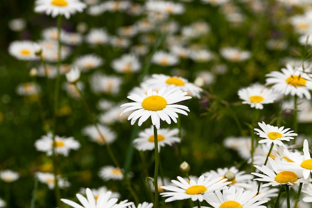 Witte madeliefjebloemen