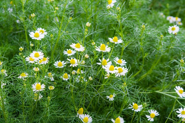 Witte madeliefjes achtergrond