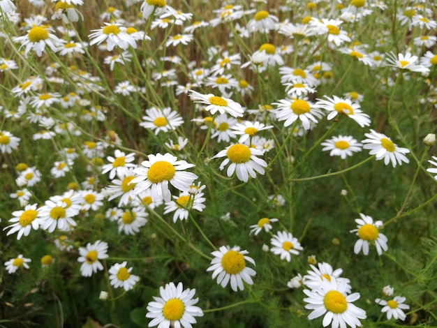 Witte madeliefjes bloeien op het veld.