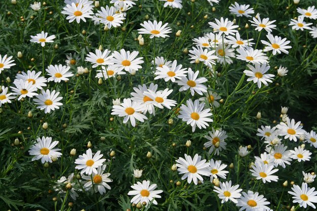 Witte madeliefjes, bloem