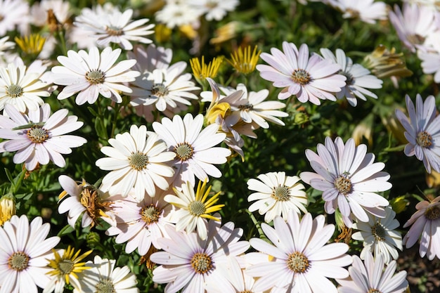 Witte madeliefjes in bloei. Bloeiende madeliefjes. Bloeiende osteospermum plant. Margriet bloemen bloemen achtergrond.