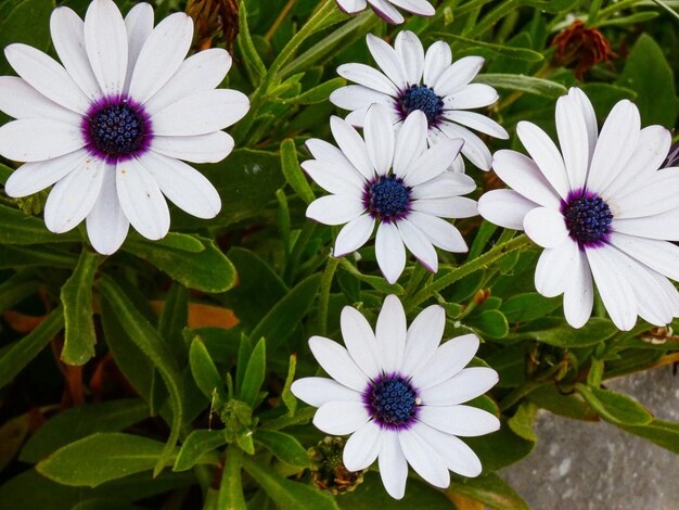 Witte madeliefjes in de tuin