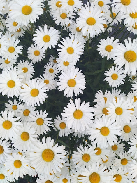 Witte madeliefjes in de tuin