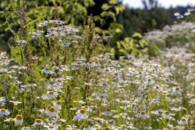 Witte madeliefjes in de zomer in het veld