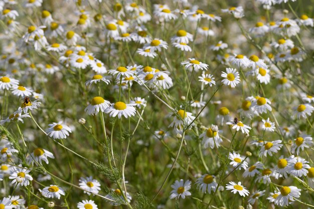 Witte madeliefjes in de zomer in het veld