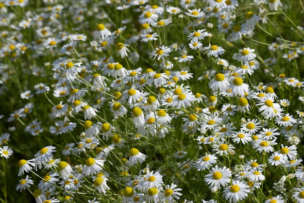 Witte madeliefjes in de zomer in het veld