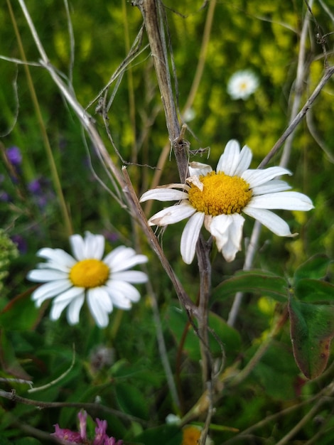 Witte madeliefjes in het veld