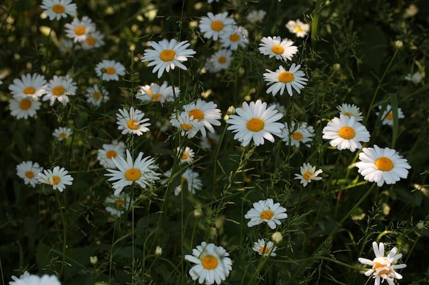 Witte madeliefjes kamille in het veld of in de tuin