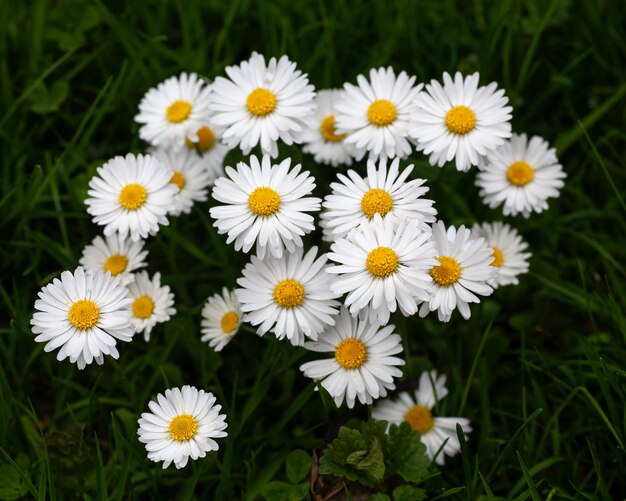 Witte madeliefjes op een achtergrond van groen gras