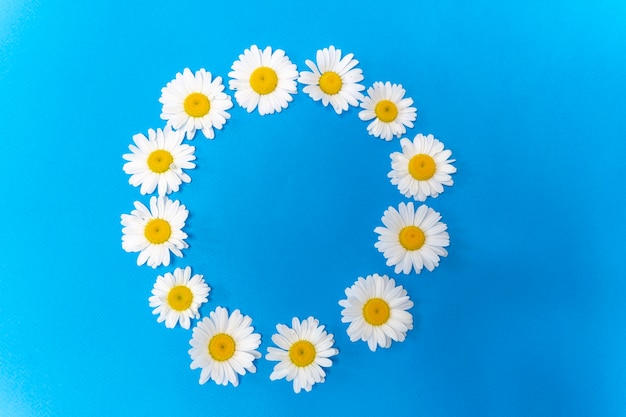 Witte madeliefjes zijn gerangschikt in cirkel cirkel van madeliefjes lente banner met ruimte voor tekst zomer