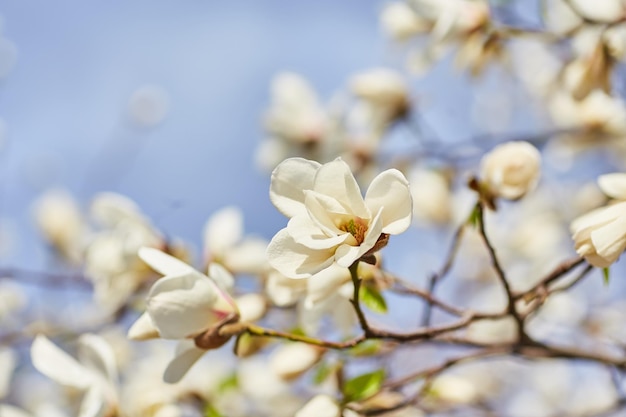 Witte magnolia bloeiende achtergrond Botanische achtergrond