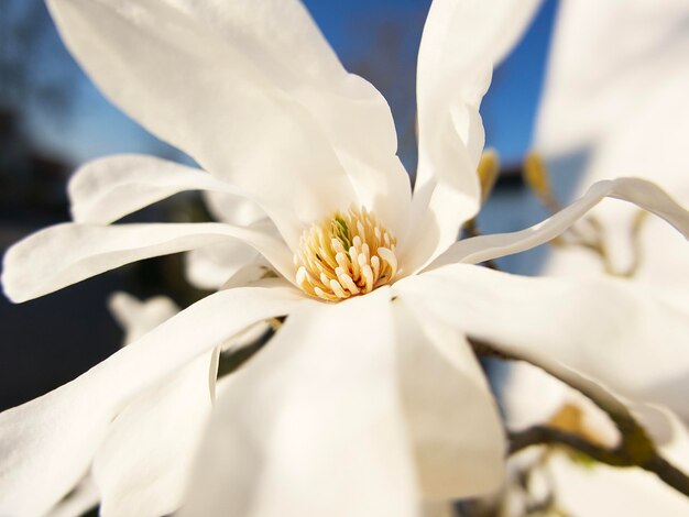 witte magnolia bloem close-up op een zonnige lentedag