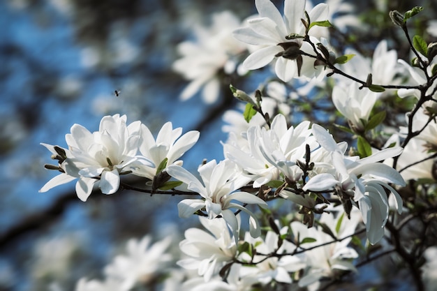 Witte magnolia bloemen